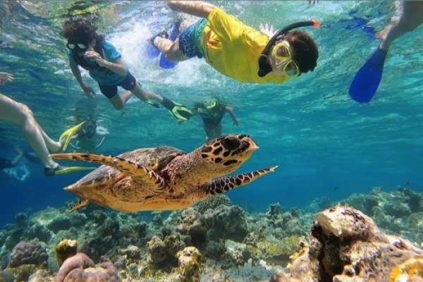 Turtle Safari 